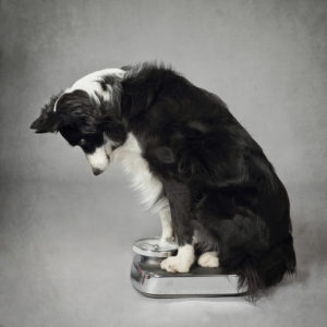 ADVANCE VD Weight Balance, pentru pisici, controlul greutăţii 1,5kg