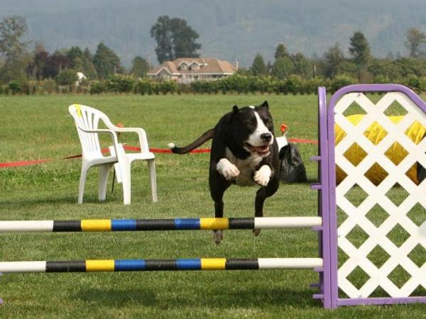 5 exerciții pentru câinii pitbull - 5. Obstacole