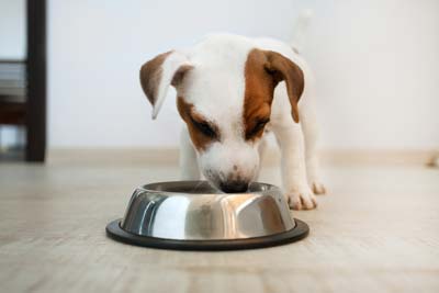 Cățeluș Jack Russell Terrier Care Mănâncă Mâncare Dintr-Un Bol De Câine De Argint.
