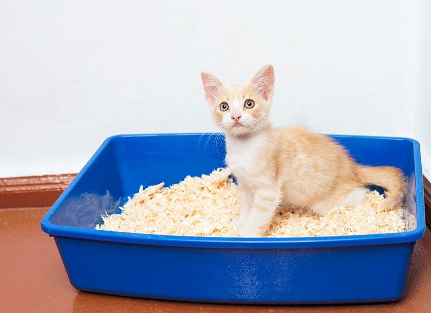 Cum se curăță cutia de gunoi a unei pisici