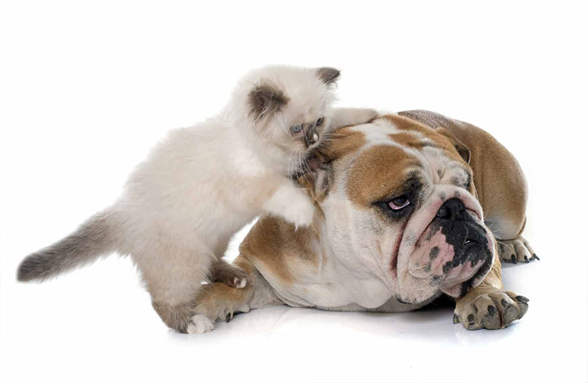 coexistență câine și pisică: trucurile pentru a stabili o bună înțelegere