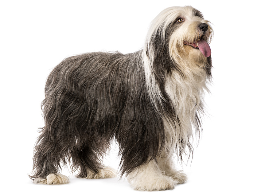 Bearded Collie