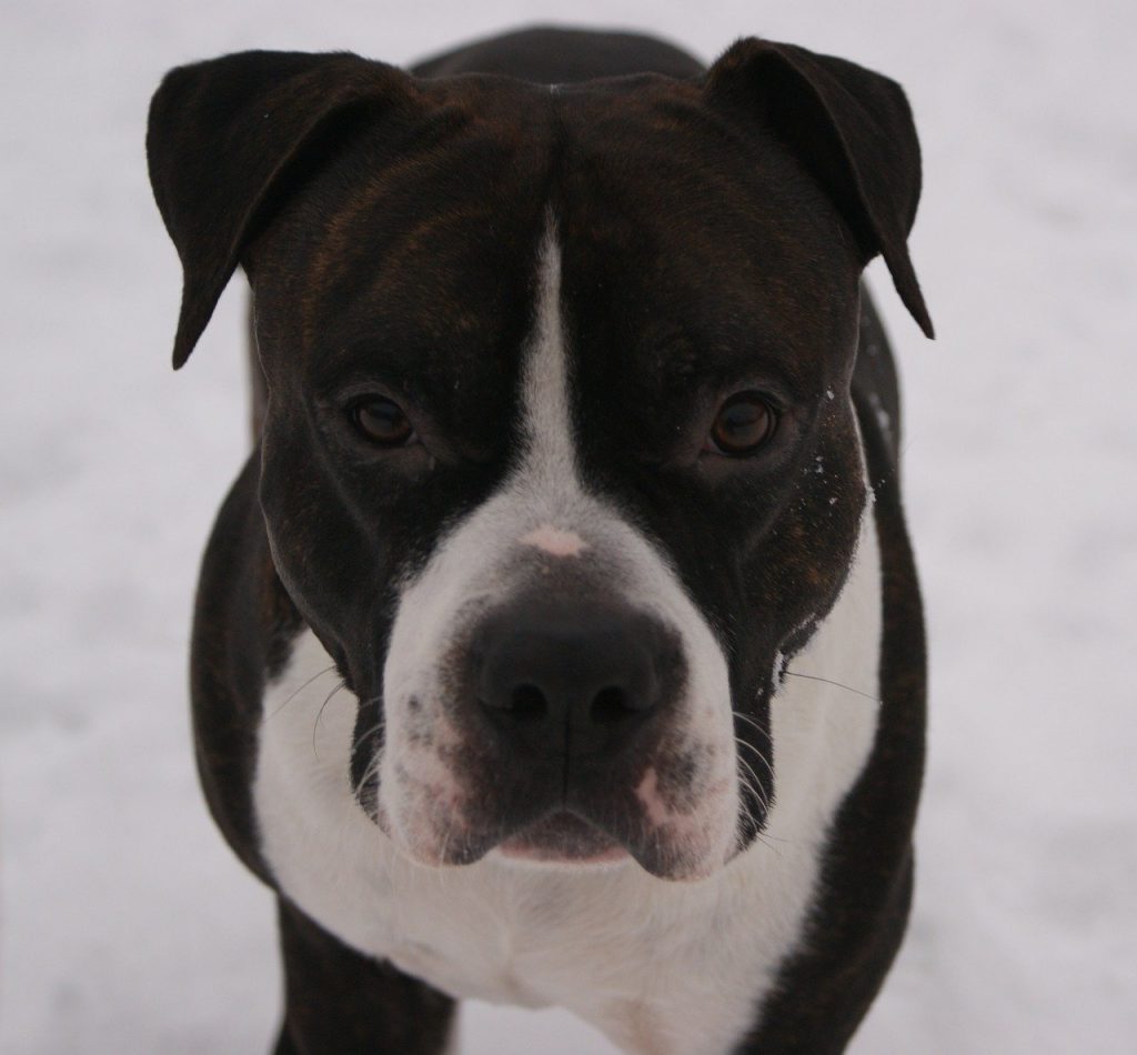 amstaff