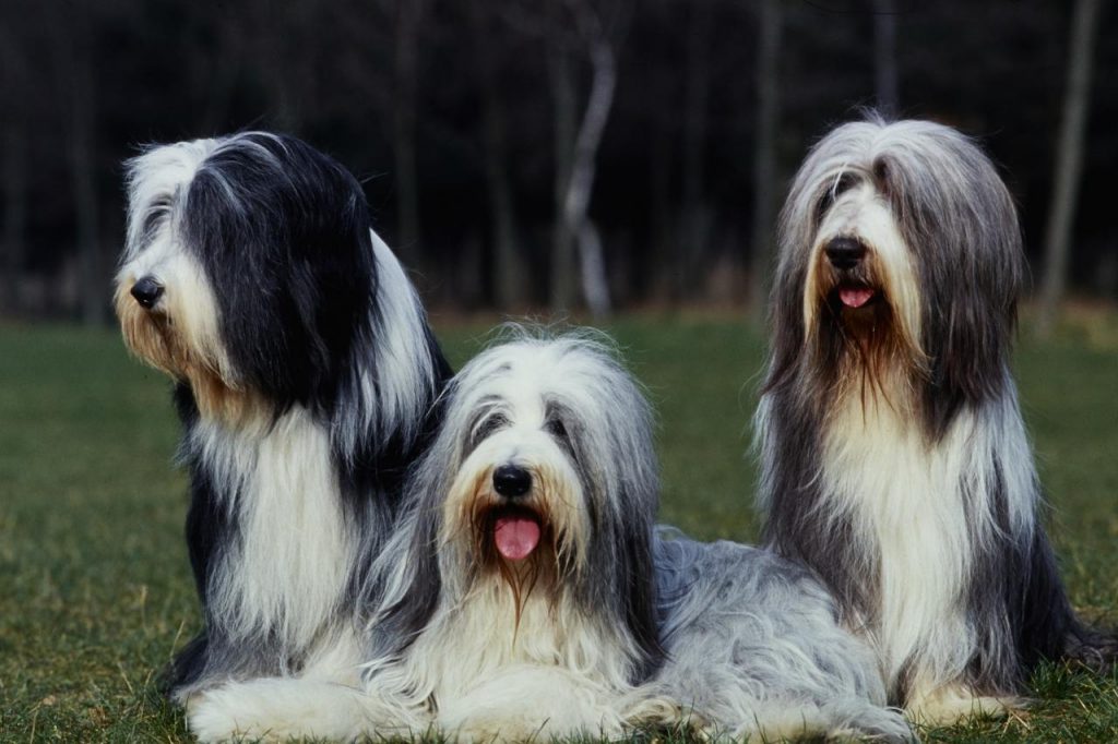 Bearded Collie