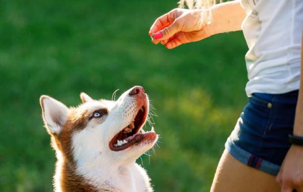 15 greșeli la antrenarea unui câine - 7. Ședințe de antrenament foarte lungi sau foarte scurte
