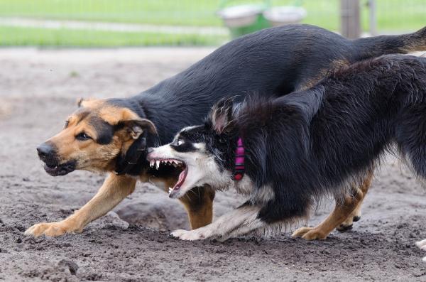 Cum Să Separi Doi Câini Care Luptă - De Ce Luptă Câinii?