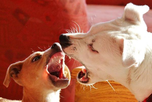 Cum Să Separi Doi Câini Care Luptă - Cum Să Separi Doi Câini Care Luptă?