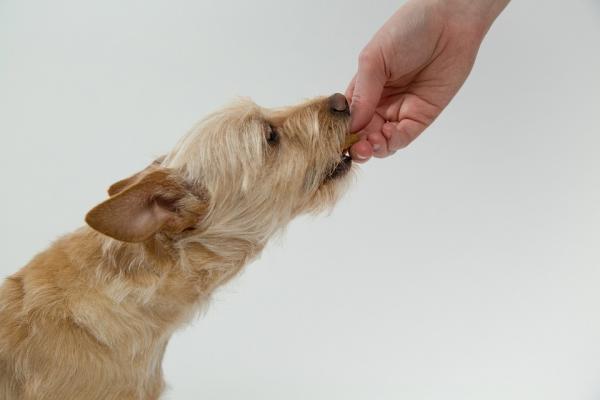Condiționarea operantă la câini - Învățarea prin condiționarea operantă