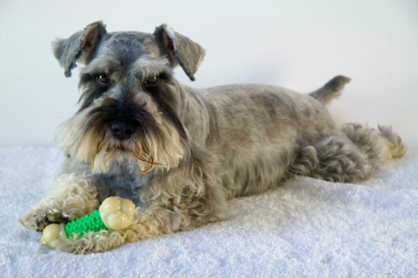 img consejos para un schnauzer destructor 21893 600