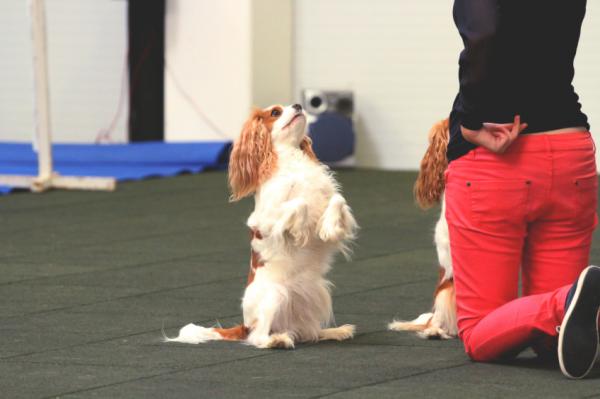 Sporturi Pentru Câini - Freestyle Canin: Dansează Cu Câinele Tău