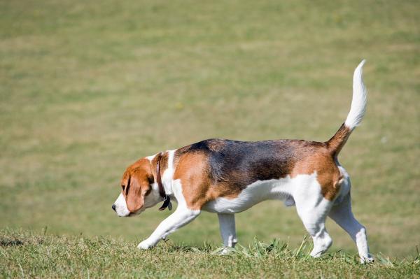 Exerciții Pentru Câinii Beagle - Exerciții De Urmărire Și Căutare