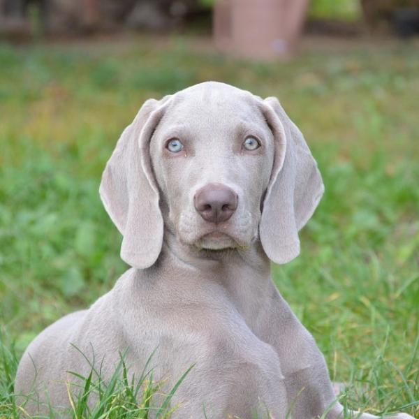 img ensenar al perro a reconocer su nombre 21130 600