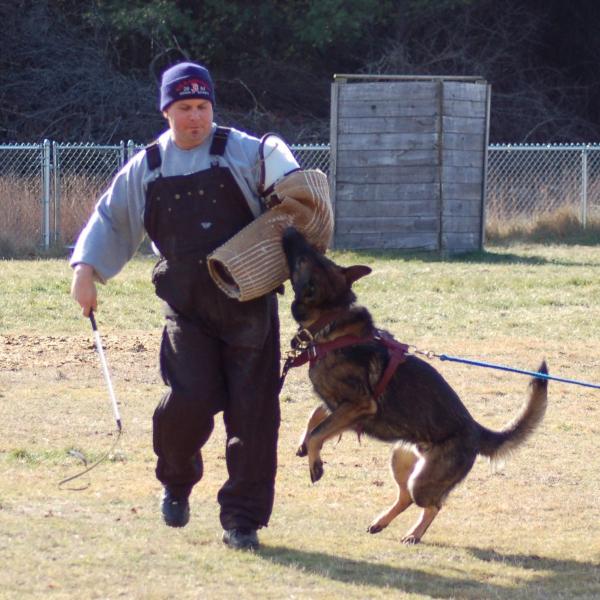 Dresaj câini Schutzhund