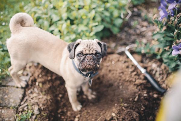 Împiedicarea câinelui meu să distrugă grădina - Înțelegeți problema