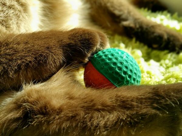 Cele mai amuzante jucării pentru pisici - mingi de ping pong 