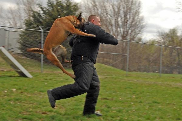 Câini De Atac - Consecințele Unui Antrenament Slab