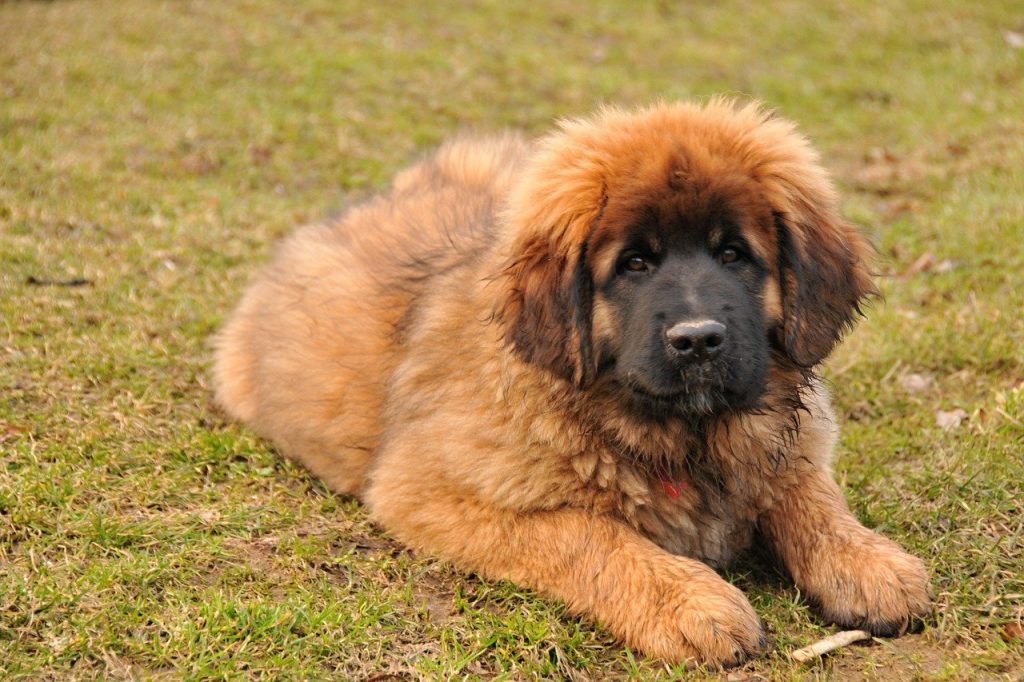 Leonberger