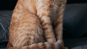 Epiderma feline: cum determină culoarea blănii personalitatea puselor?