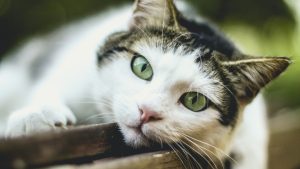 Călătorie în tărâmul felinei: pisicile celebre din istorie