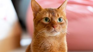 Inteligenta felina: stimularea abilitatilor lor