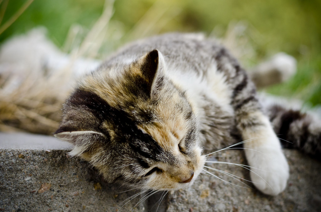 Descoperă geniul felinei: cum să dezvolți inteligența pisicilor