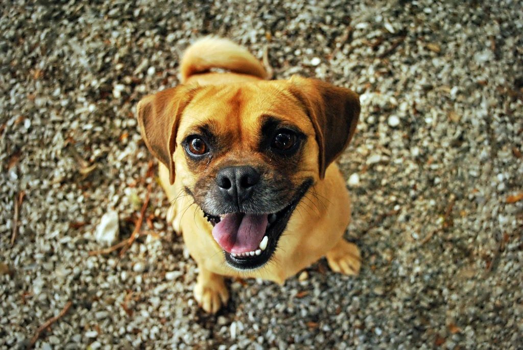 Câinii, asistenți artistici în arta fotografiei canină