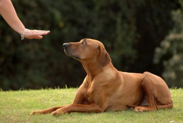 Dresajul pentru Sporturi Canine și Competiții