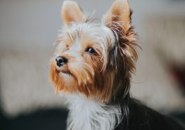 Top rase de câini ideale pentru apartamente și spații mici