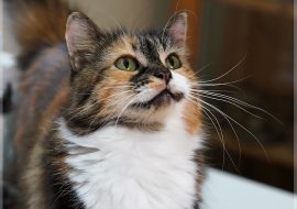 Cele mai Populare 5 Rase de Pisici și Caracterele Lor Unice