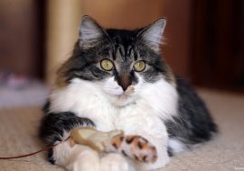 Comunicare Inter-specie: Cum să te faci înțeles de pisica ta!