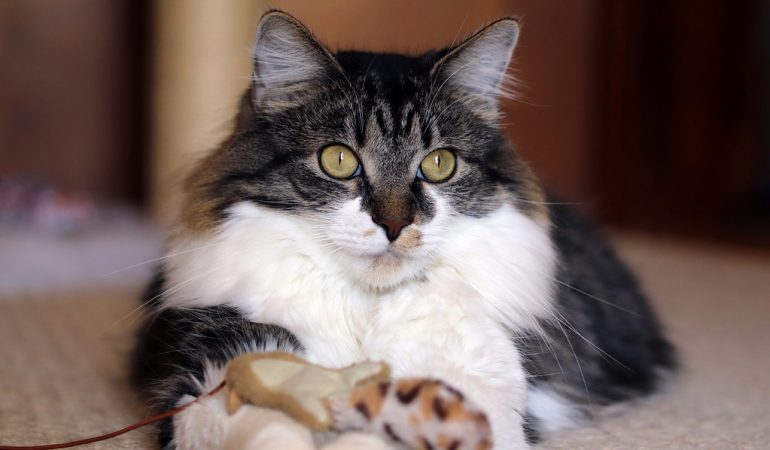Comunicare Inter-specie: Cum să te faci înțeles de pisica ta!