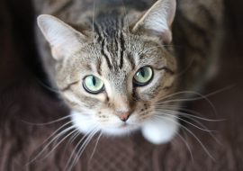 Pisici și alergii: Trucuri pentru o coexistență armonioasă