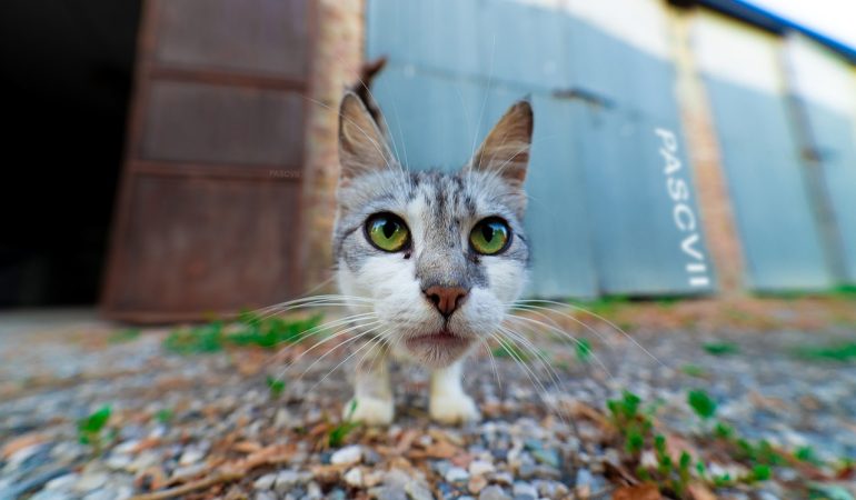 Povestea Încântătoare a Salvării și Adopției Pisicilor