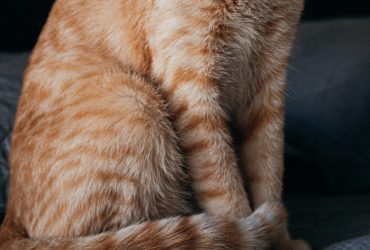Epiderma feline: cum determină culoarea blănii personalitatea pisicilor