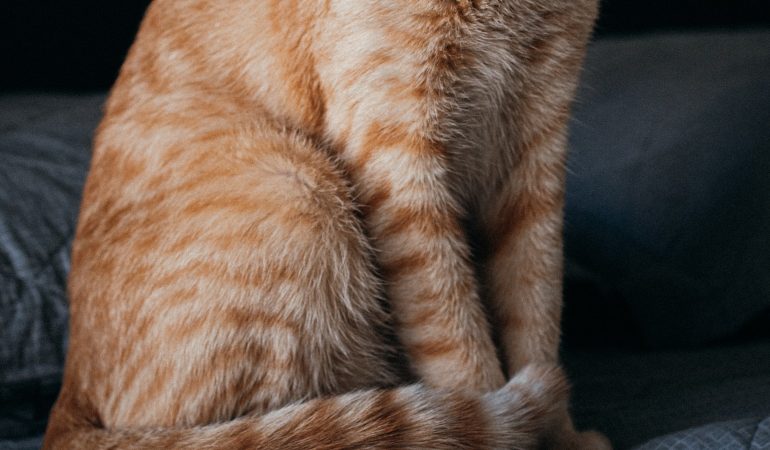 Epiderma feline: cum determină culoarea blănii personalitatea pisicilor