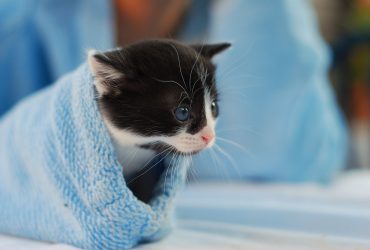 Pasi mici pentru recuperarea pisicii după o intervenție chirurgicală