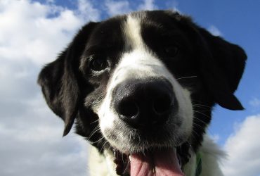 Paraziți canini: Cum să previi infestările