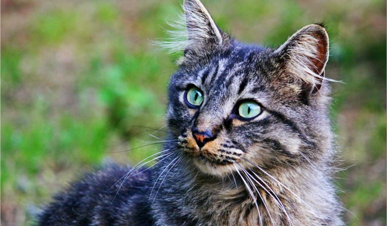Recorduri uriașe deținute de pisici