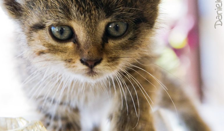 Cum învățăm copiii să interacționeze cu pisicile în siguranță