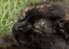 Mituri și superstiții despre pisici în lume