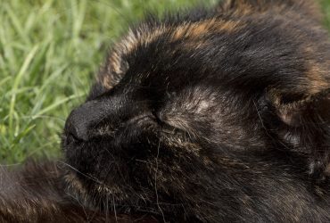 Mituri și superstiții despre pisici în lume