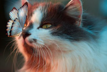 Pisicile și plantele: pericole și precauții
