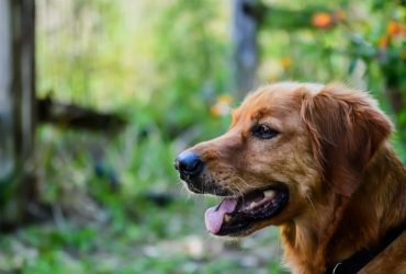 Educație canină: Cheia unei relații sănătoase