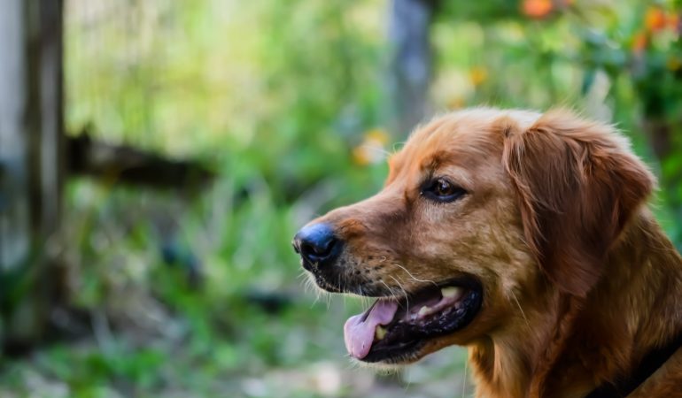 Educație canină: Cheia unei relații sănătoase