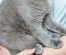 Pisicile sunt geloase?  – Cauze, comportament și ce să faci!