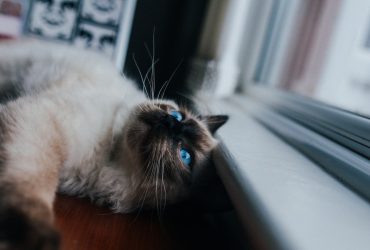 Cum să trăiești cu pisici fără alergii