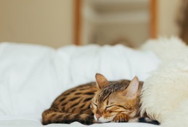 Pisicile în cuvinte: capriciile felinelor în literatură