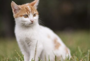 Secretul unei sănătăți de invidiat pentru pisici