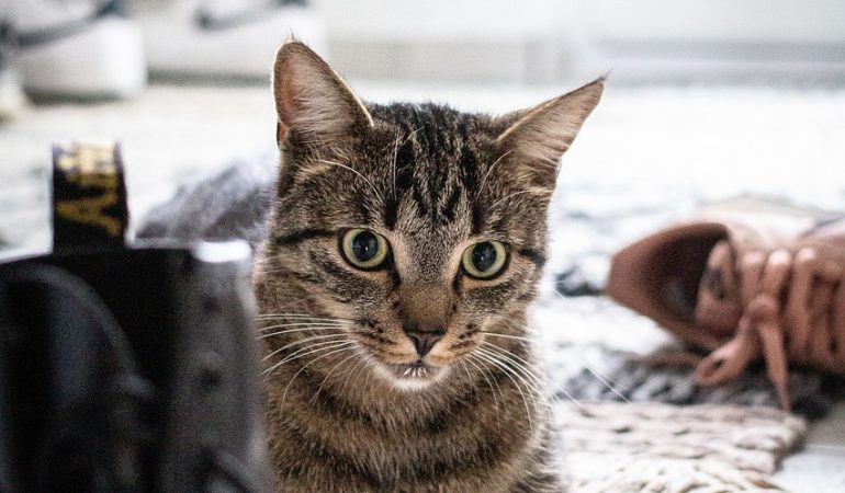 Pisica ta în perioada post-operatorie: Ghidul pentru o recuperare reușită