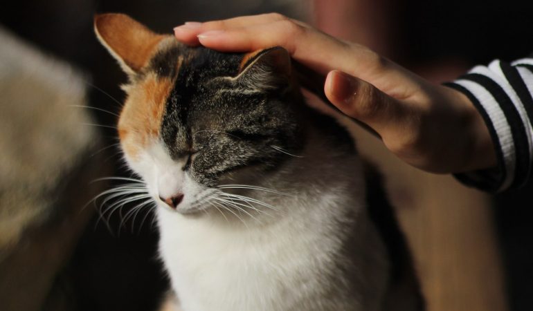 10 pisici celebre care au trăit 20 de ani: Adevăruri despre longevitatea lor
